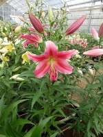 [4172 Sensi VWS No01.JPG]